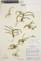 Maxillaria equitans image