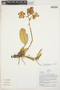 Otoglossum brevifolium image