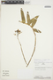 Epidendrum calanthum image