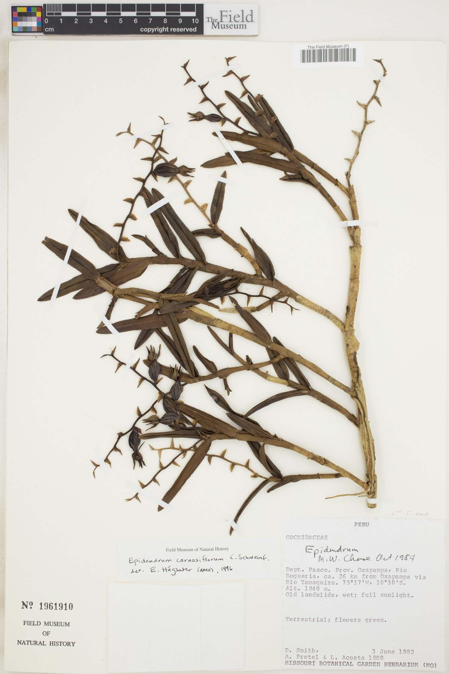 Epidendrum carnosiflorum image
