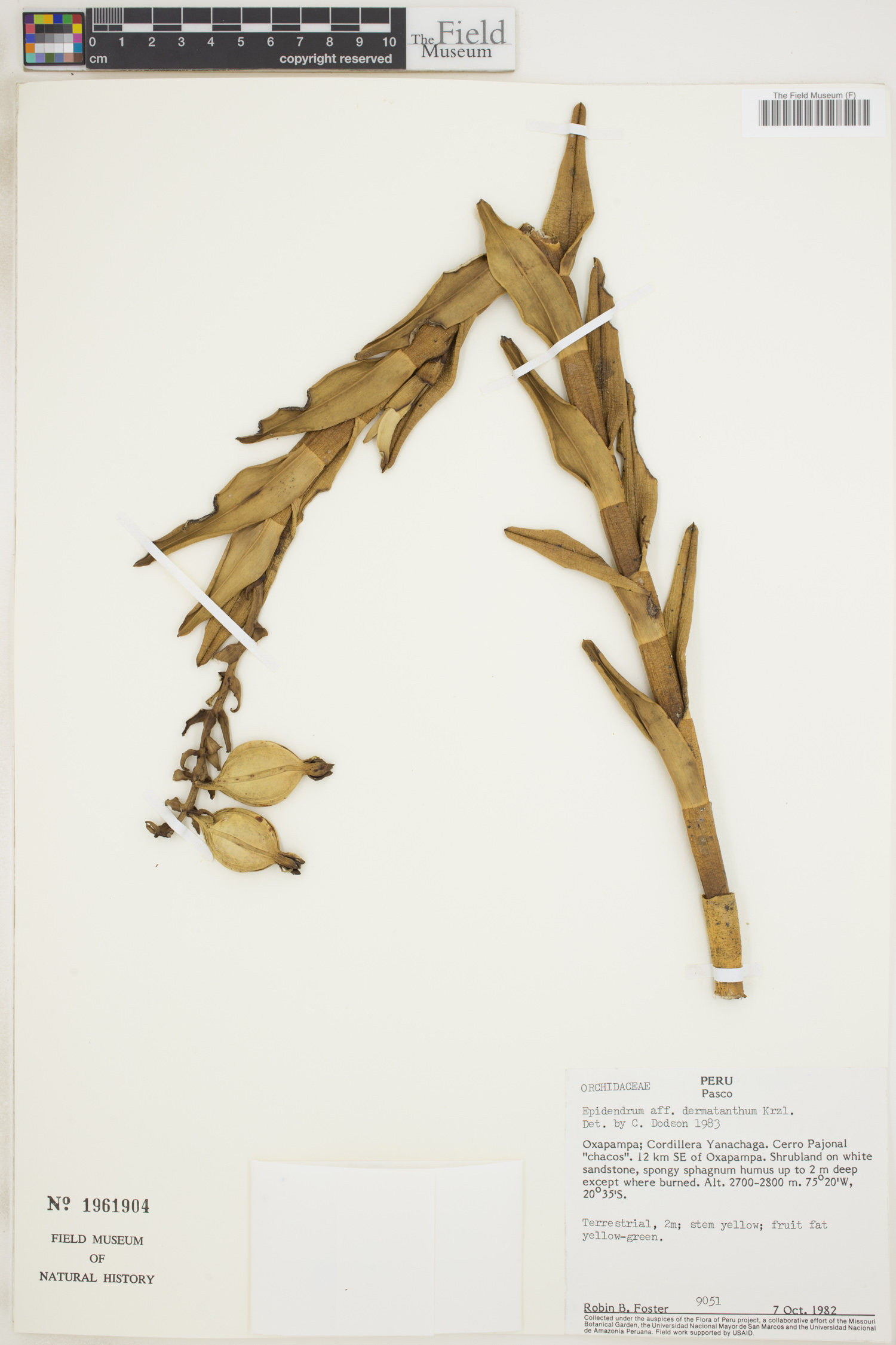 Epidendrum dermatanthum image