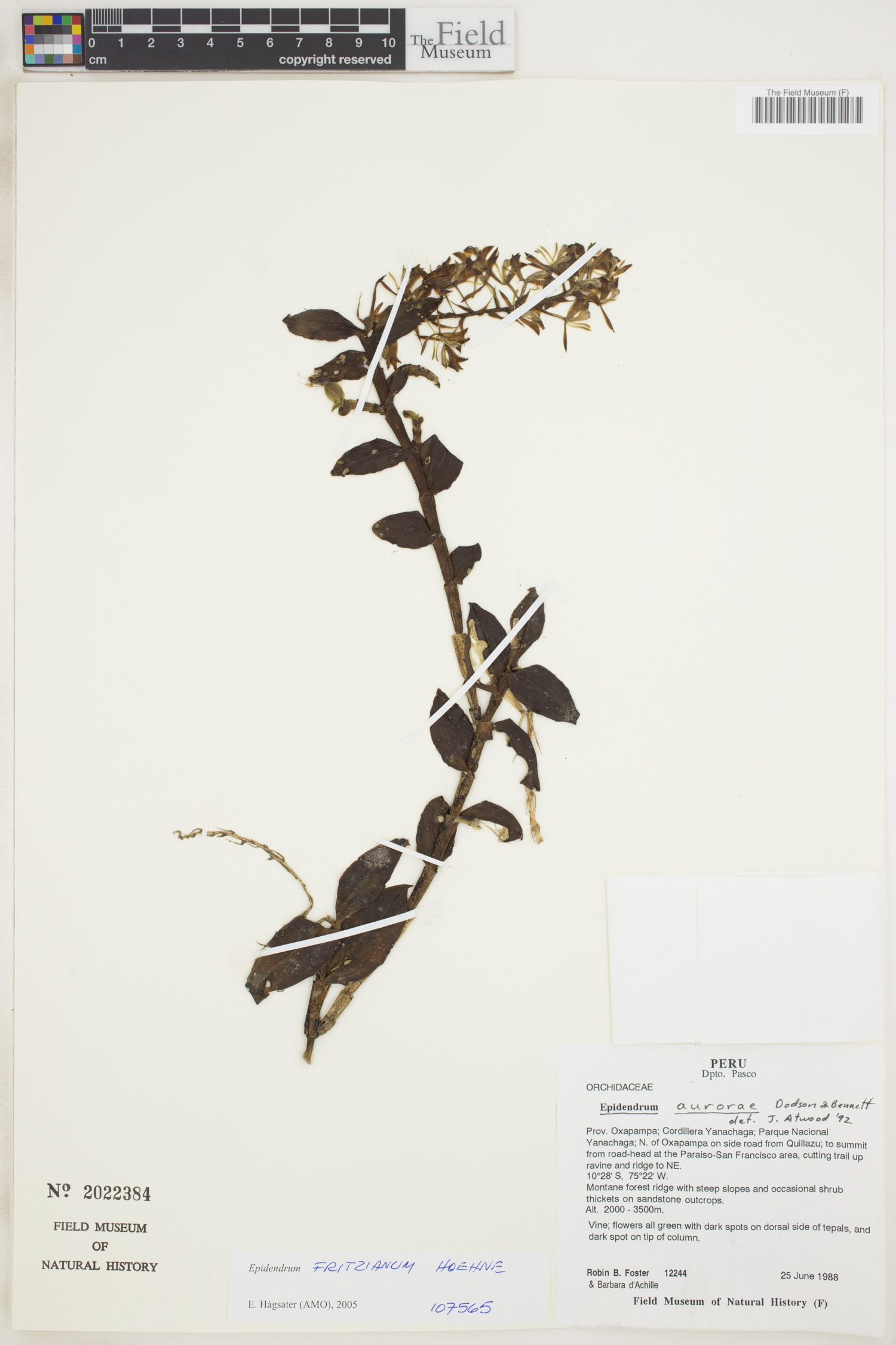Epidendrum fritzianum image