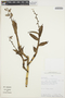 Epidendrum macrostachyum image