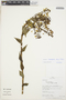 Epidendrum scabrum image