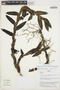 Maxillaria haemathodes image