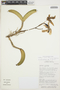 Cattleya nobilior image