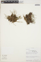Maxillaria nardoides image