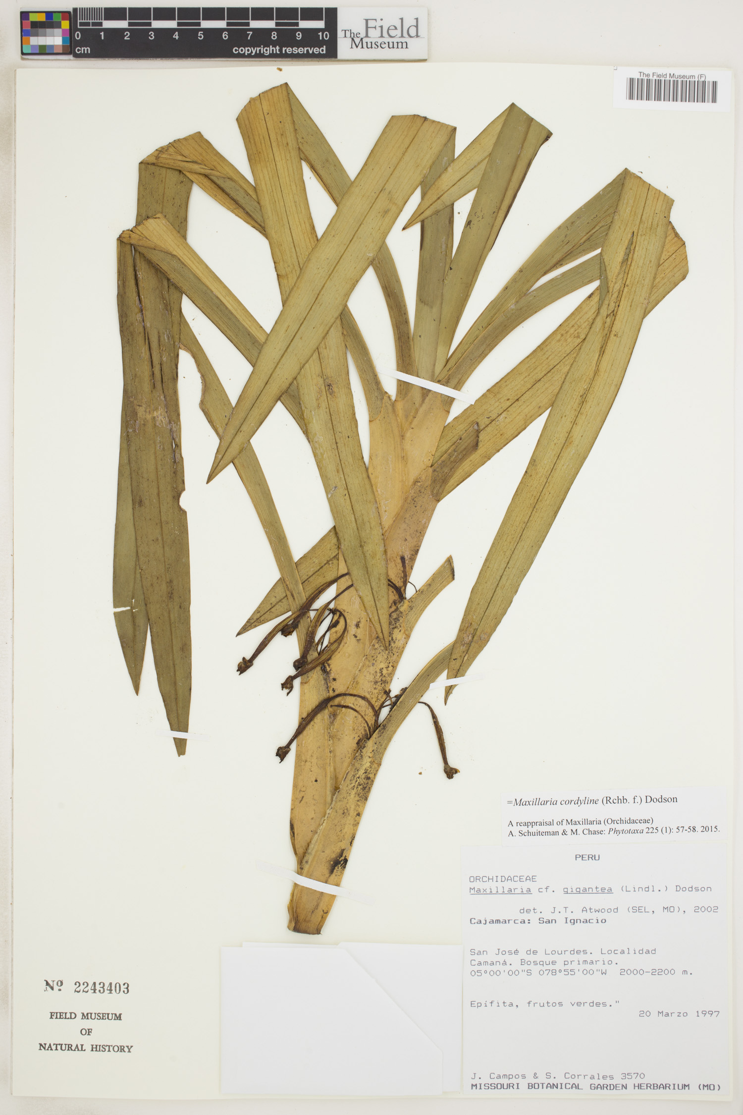 Maxillaria cordyline image