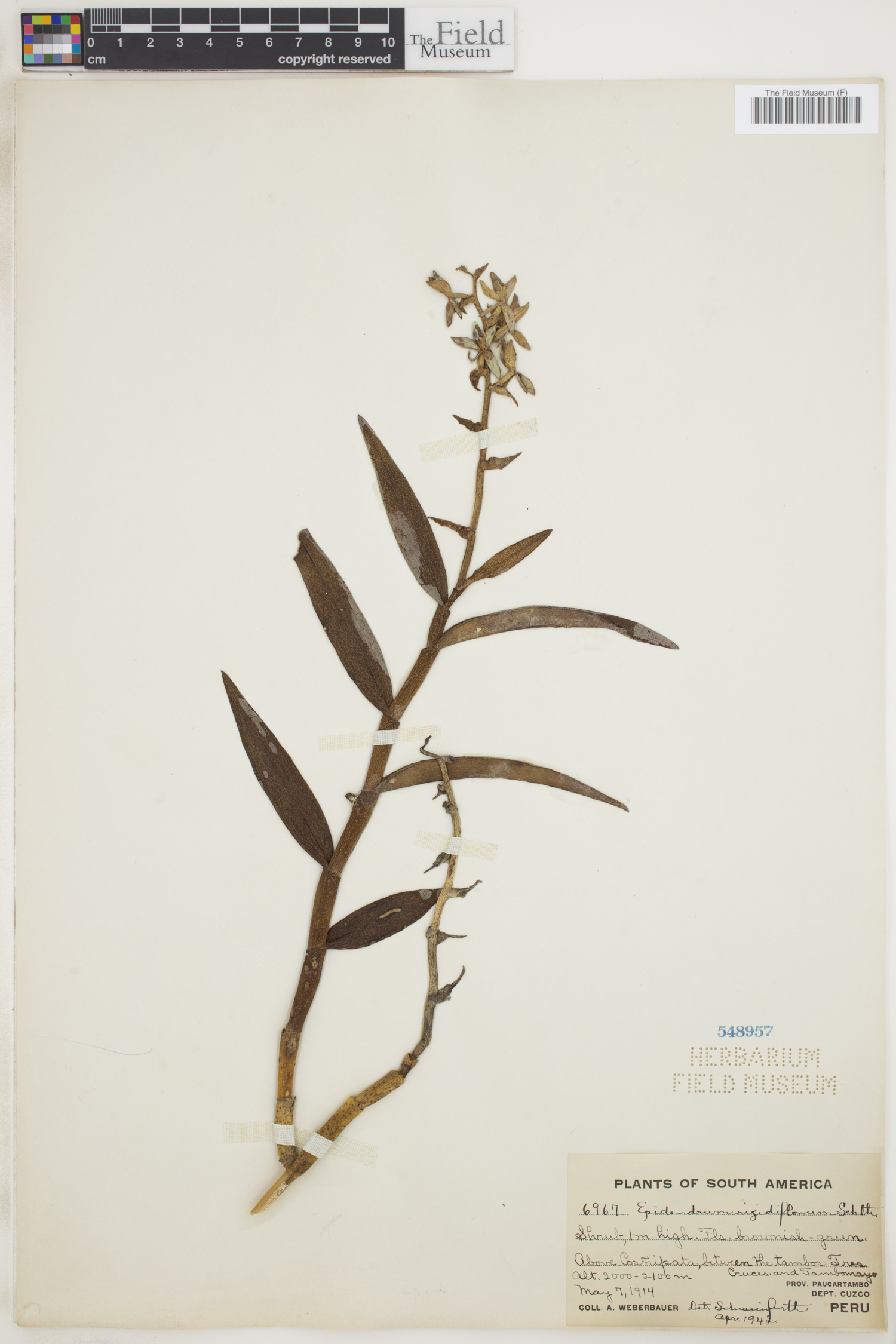 Epidendrum rigidiflorum image