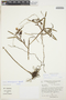 Epidendrum trachysepalum image