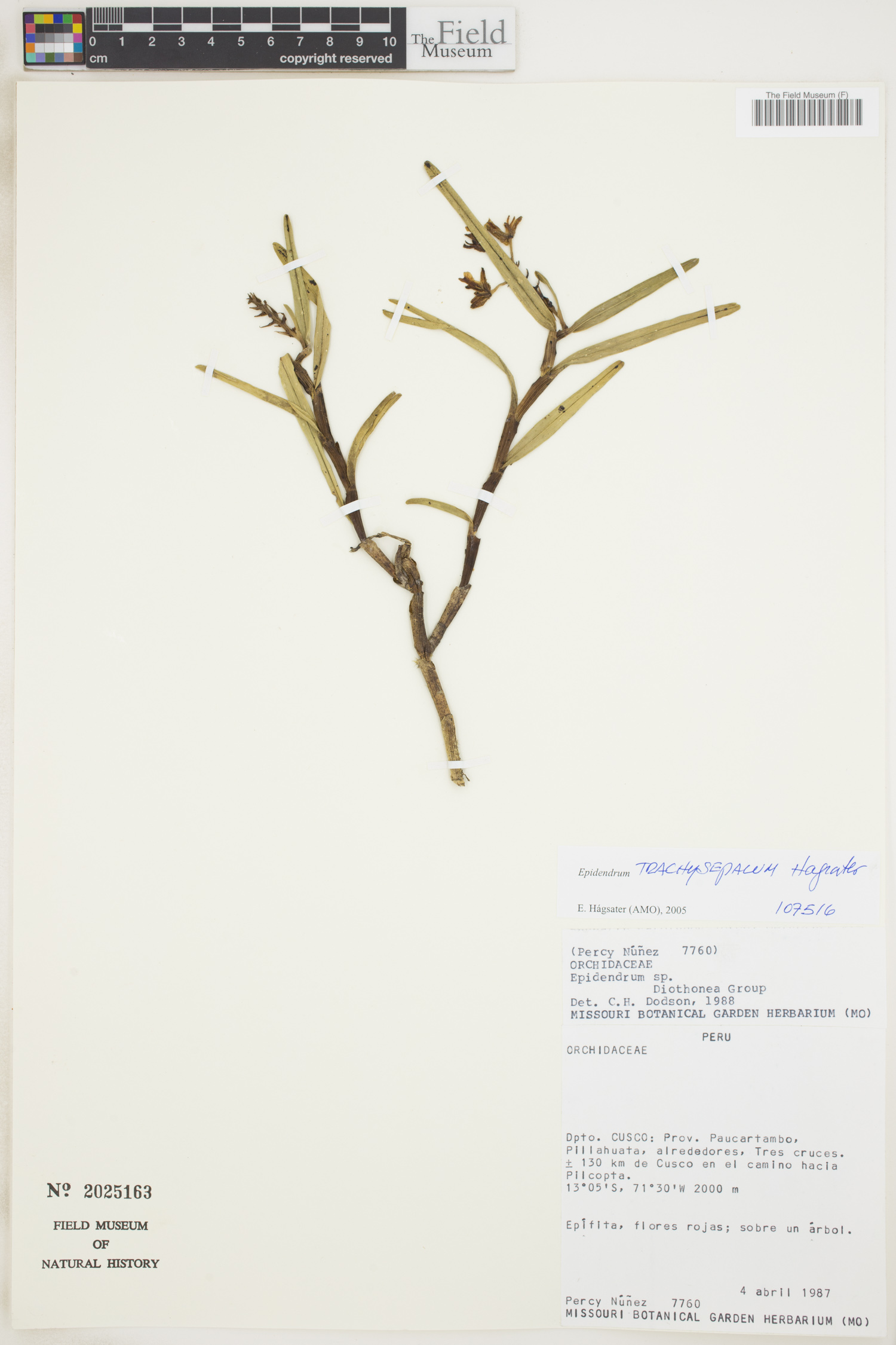 Epidendrum trachysepalum image