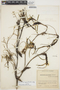 Maxillaria aggregata image
