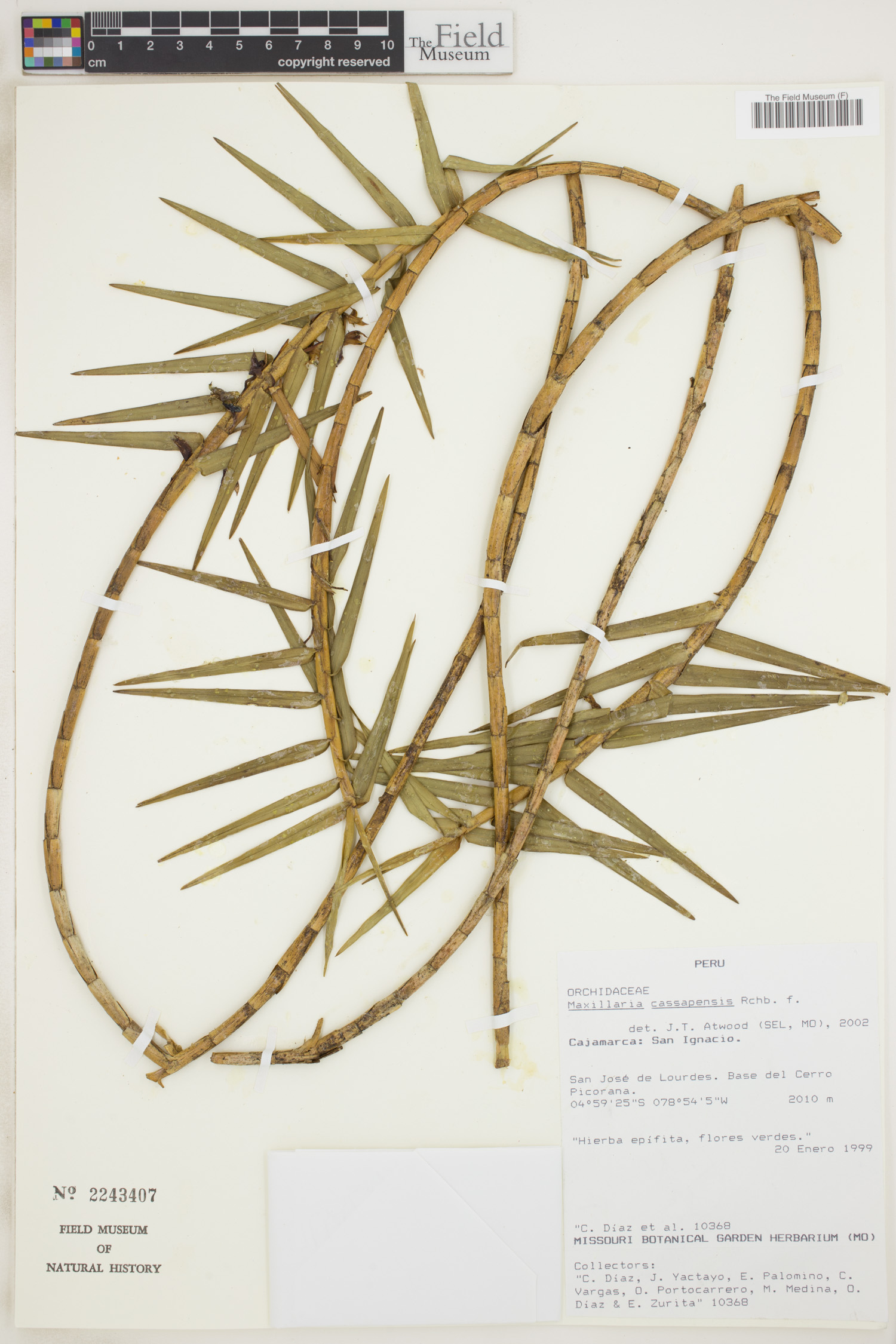 Maxillaria cassapensis image