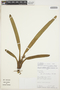 Maxillaria crassifolia image