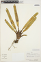 Maxillaria discolor image