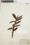 Maxillaria haemathodes image