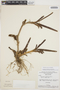 Maxillaria camaridii image