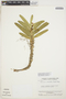 Maxillaria miniata image