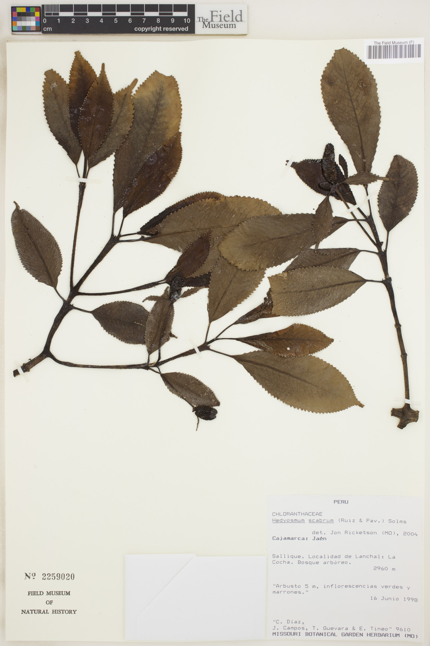 Hedyosmum scabrum image
