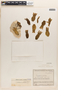 Cayaponia coriacea image