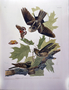 Whippoorwill Plate LXXXII [82] by John James Audubon. Bird print from Rare Book