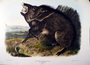 Collard Peccary, Volume I, Plate XXXI [31]. The Viviparous Quadrupeds of North America (1846-1854). John James Audubon. Print from Rare Book.