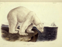 Polar Bear Ursus maritimus. Plate 91 Vol. 2, 1845. The Viviparous Quadrupeds of North America (1846-1854). John James Audubon. Print from Rare Book.