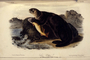 Sea Otter, Enhydra marina. Volume III, Plate CXXXVII [137]. The Viviparous Quadrupeds of North America (1846-1854). John James Audubon. Print from Rare Book.