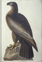 Bird of Washington or Bald Eagle Plate 11 (XI) by John James Audubon,  Print or Drawing from Rare Book