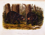 American Black Bear. Plate 141. The Viviparous Quadrupeds of North America (1846-1854). John James Audubon. Print from Rare Book.