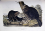 Castor fiber Americanus, American Beaver. Plate 46. The Viviparous Quadrupeds of North America (1846-1854). John James Audubon. Print from Rare Book.