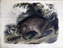 Common American Wildcat, Lynx rufus. Plate 1. The Viviparous Quadrupeds of North America (1846-1854). John James Audubon. Print from Rare Book.