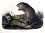 Maryland Marmot, woodchuck, ground hog. Plate II [2] The Viviparous Quadrupeds of North America (1846-1854). John James Audubon. Print from Rare Book.