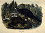 Mink. Plate XXXIII [33] The Viviparous Quadrupeds of North America (1846-1854). John James Audubon. Print from Rare Book.