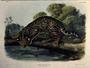 Felix pardalis. Ocelot or Leopard Cat. Plate 86. The Viviparous Quadrupeds of North America (1846-1854). John James Audubon. Print from Rare Book.