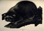 Raccoon. Plate LXI [61]. The Viviparous Quadrupeds of North America (1846-1854). John James Audubon. Print from Rare Book.