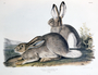 Lepus townsendii, Townsend's Rocky Mountain Hare. Plate III [3]. The Viviparous Quadrupeds of North America (1846-1854). John James Audubon. Print from Rare Book.