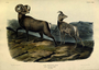 Rocky Mountain Sheep. Ovis Montana. Plate LXXIII [73] The Viviparous Quadrupeds of North America (1846-1854). John James Audubon. Print from Rare Book.