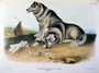 Esquimaux Dog, Canis familiaris. Volume III, Plate 113. The Viviparous Quadrupeds of North America (1846-1854). John James Audubon. Print from Rare Book.