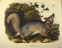 Grey Fox. Plate 21. The Viviparous Quadrupeds of North America (1846-1854). John James Audubon. Print from Rare Book.