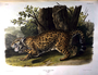 Jaguar, Felis onca. Volume III, Plate 101. The Viviparous Quadrupeds of North America (1846-1854). John James Audubon. Print from Rare Book.