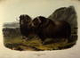 Musk Ox, Ovibos moschatus. Plate CXI [111] The Viviparous Quadrupeds of North America (1846-1854). John James Audubon. Print from Rare Book.