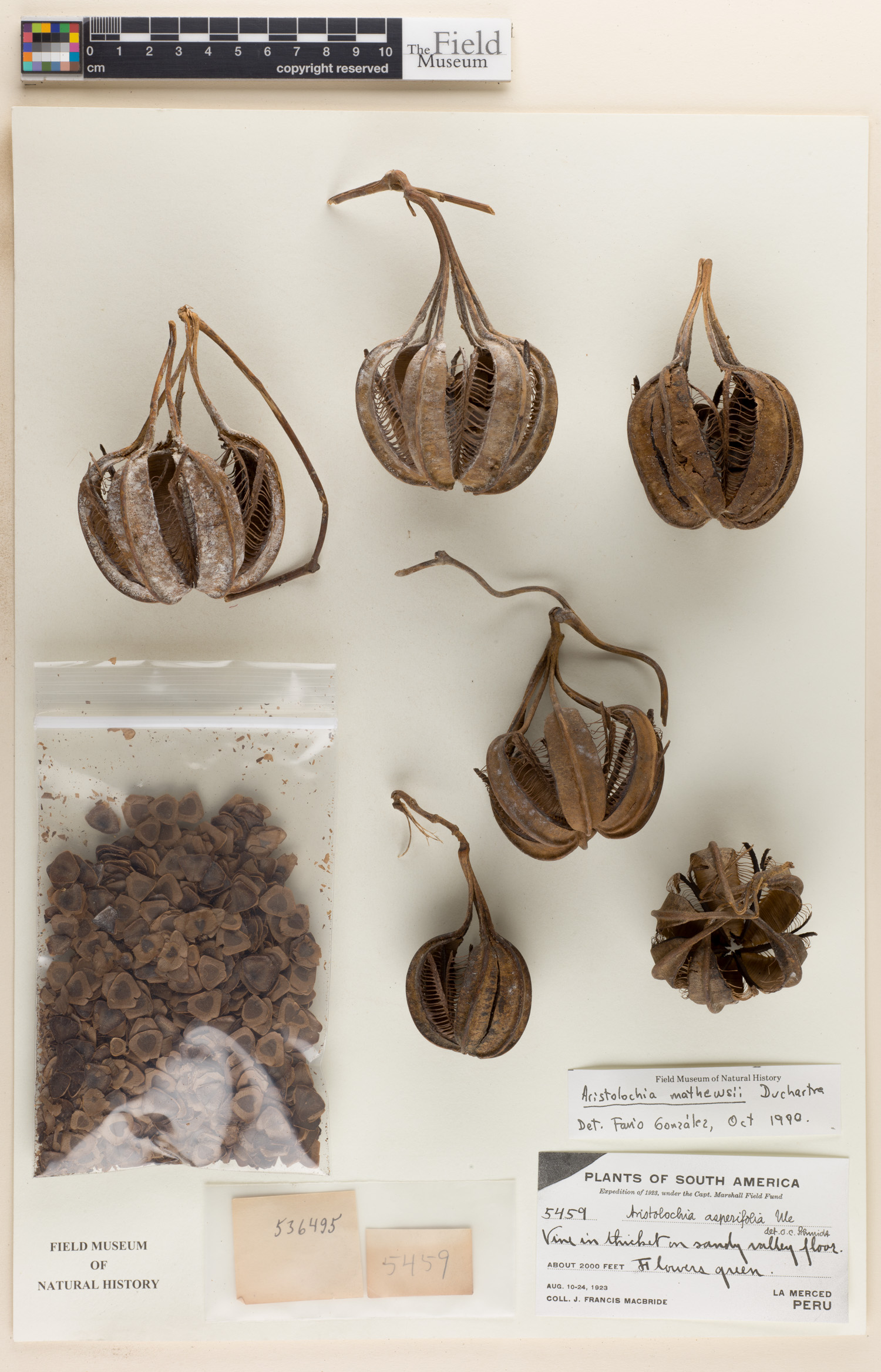 Aristolochia asperifolia image
