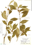 Psychotria aubletiana image