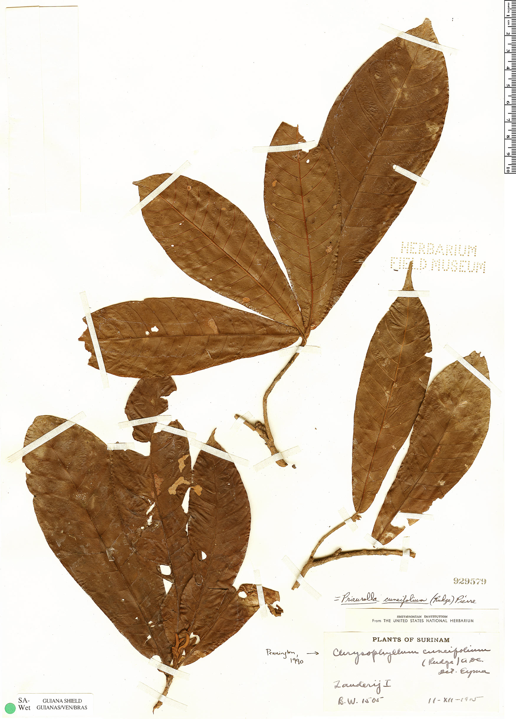 Chrysophyllum cuneifolium image