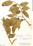 Agonandra silvatica image