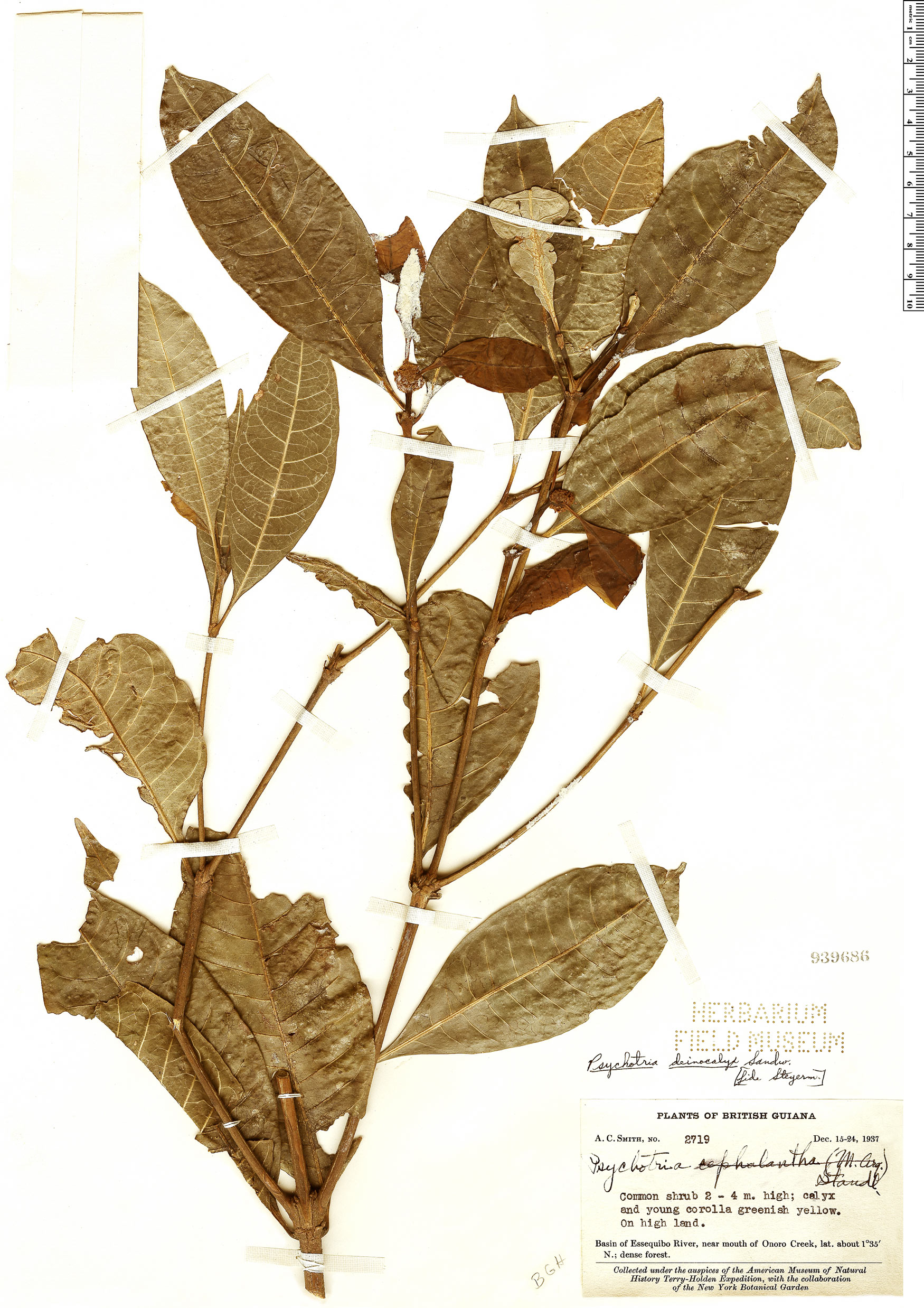 Eumachia deinocalyx image
