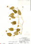 Jacquemontia pentanthos image