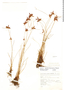 Cyperus aschenbornianus image
