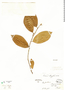 Casearia oblongifolia image